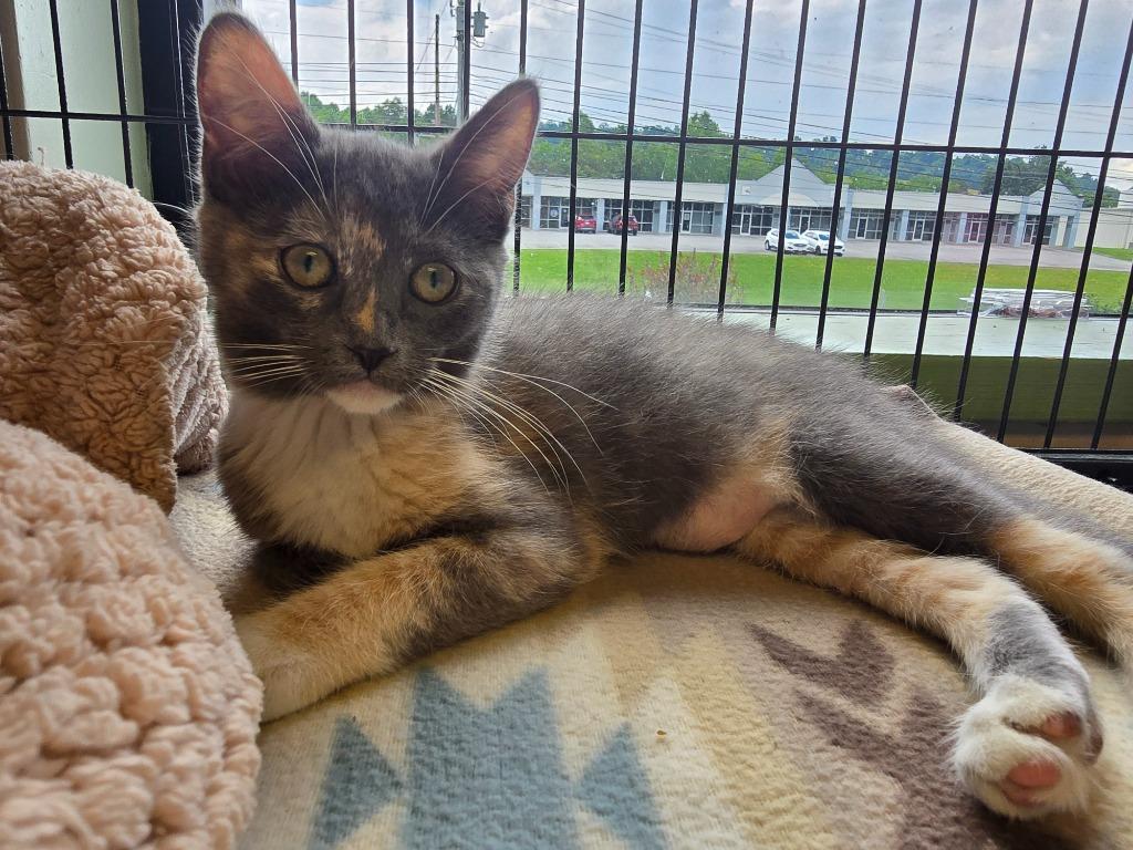 Baby Girl, Adoptable, Kitten Female Domestic Short Hair.
