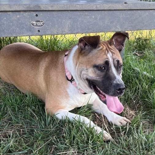 Delilah (ID 51674), adoptable, Adult Female Pit Bull Terrier & Boxer.