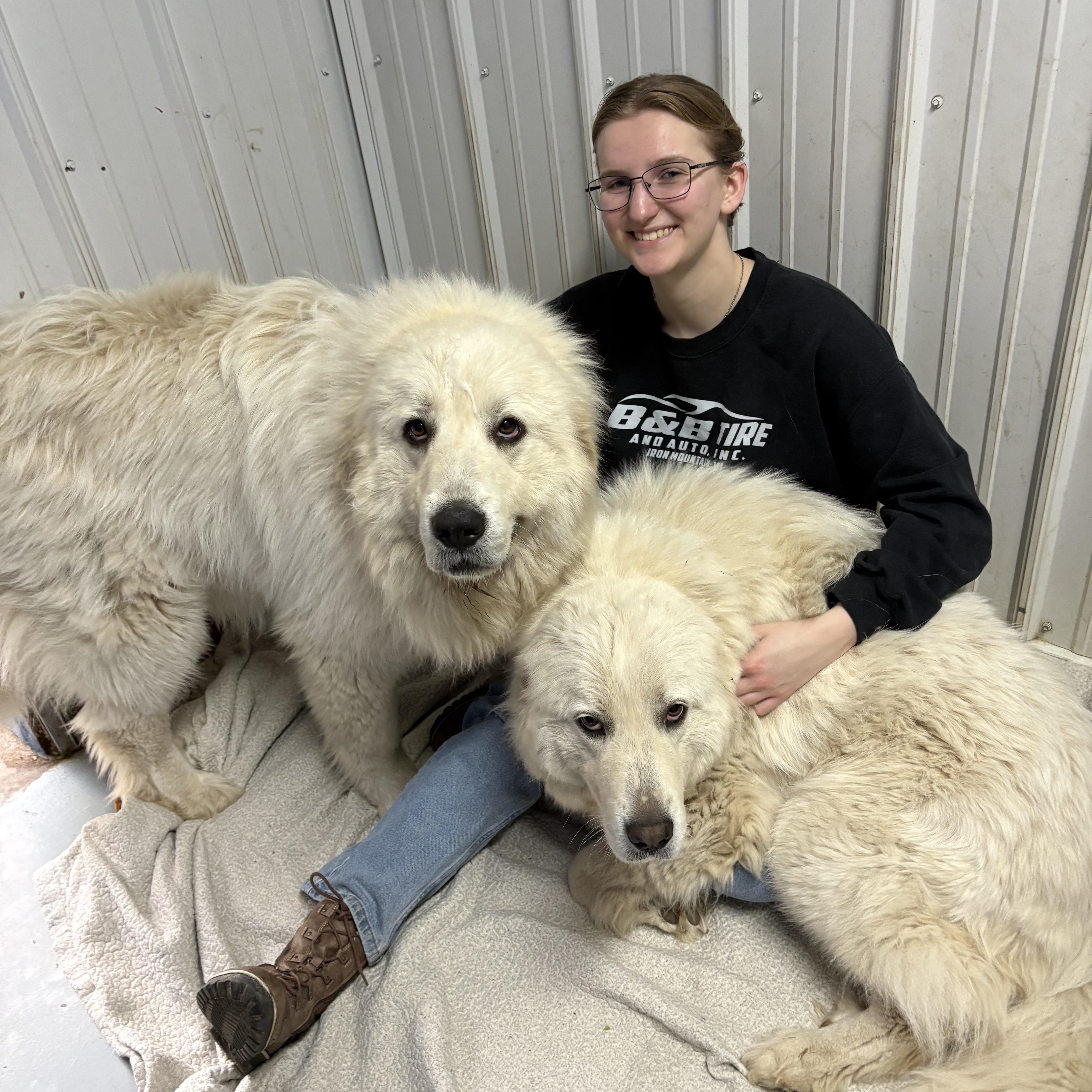 Enlarge Sava and Katie, a ADOPTABLE Great Pyrenees in Big Rapids, MI image 5/5