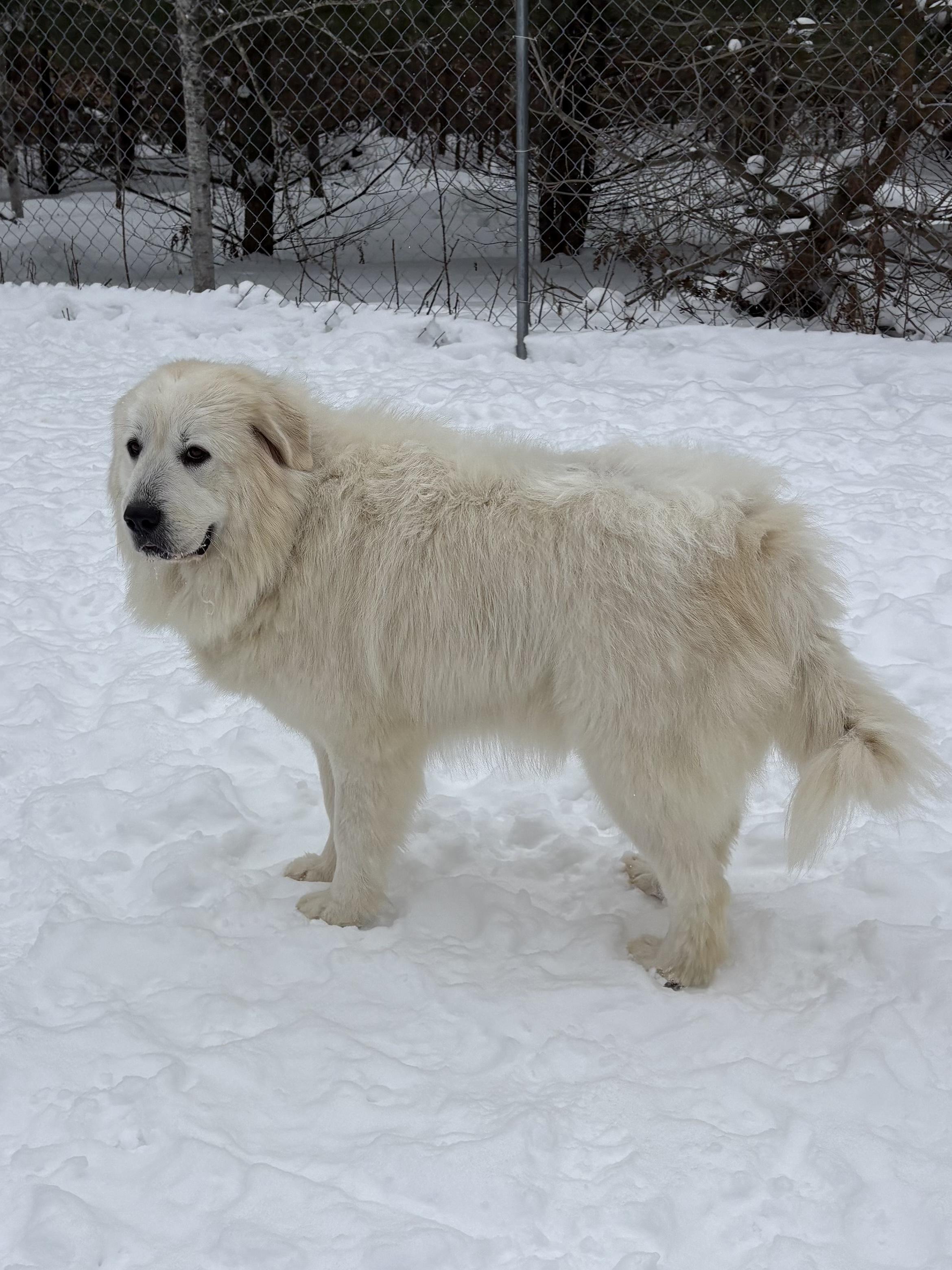 Enlarge Sava and Katie, a ADOPTABLE Great Pyrenees in Big Rapids, MI image 2/4