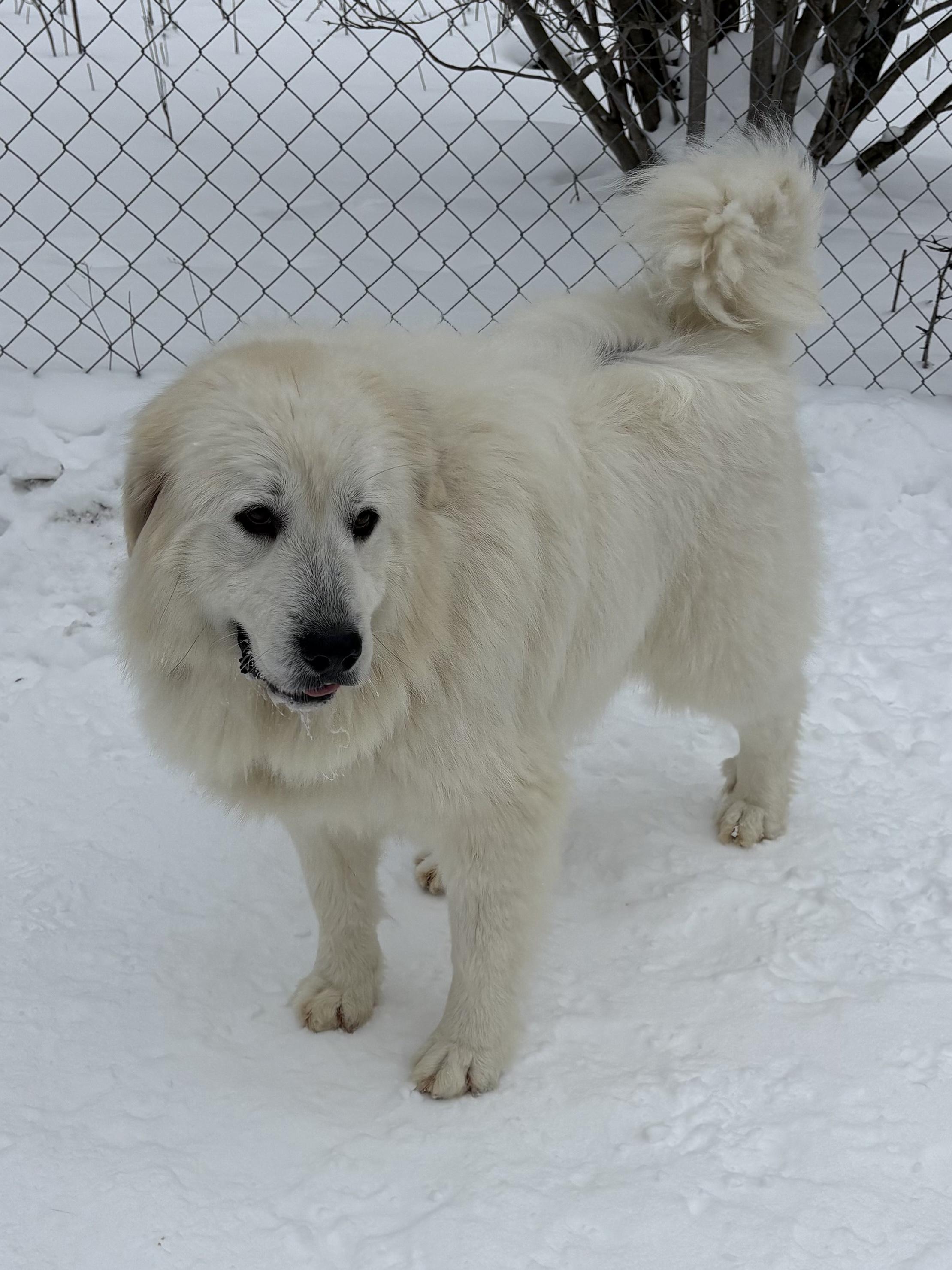Enlarge Sava and Katie, a ADOPTABLE Great Pyrenees in Big Rapids, MI image 1/4