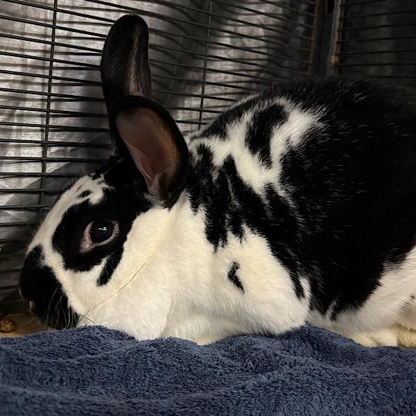 Enlarge Jenni, a Adoptable mixed breed in Des Moines, IA image 2/2