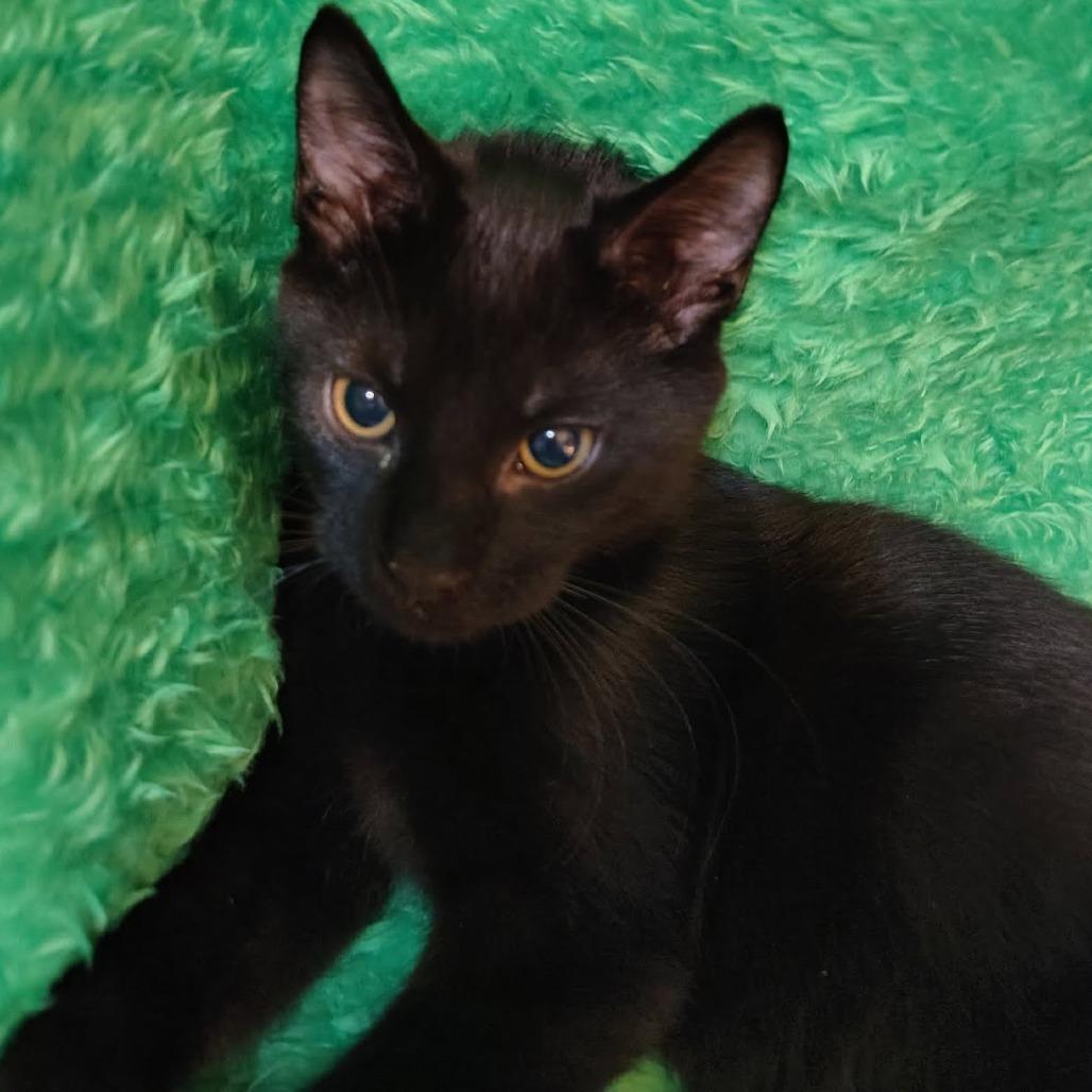 Enlarge Bear, a Adoptable Domestic Short Hair in Danville, IL image 2/3