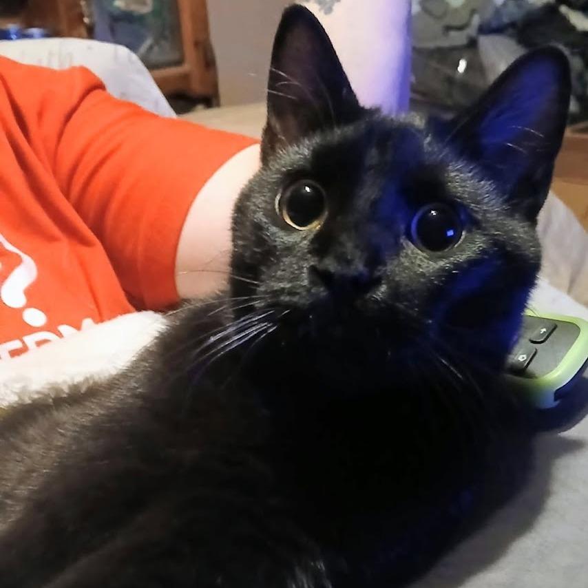 Enlarge Bear, a Adoptable Domestic Short Hair in Danville, IL image 3/4