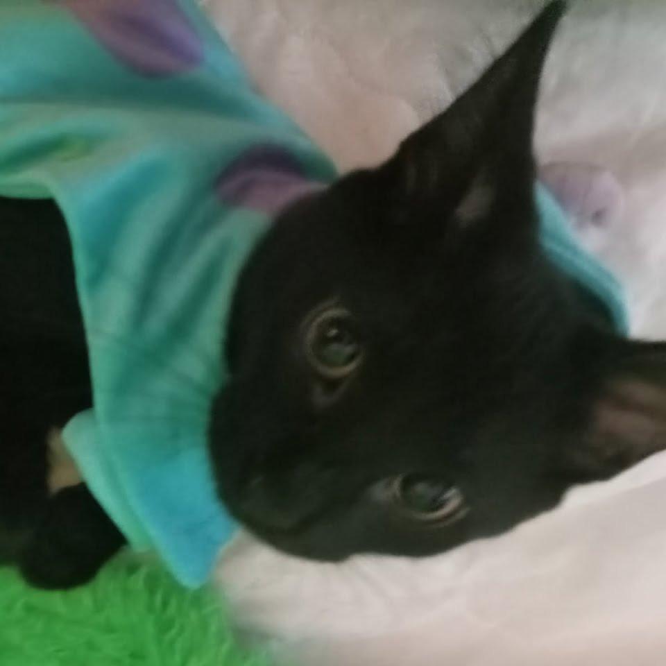 Enlarge Bear, a Adoptable Domestic Short Hair in Danville, IL image 3/3