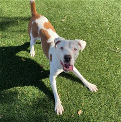 MARLOWE, Adoptable, Young Male Pit Bull Terrier.