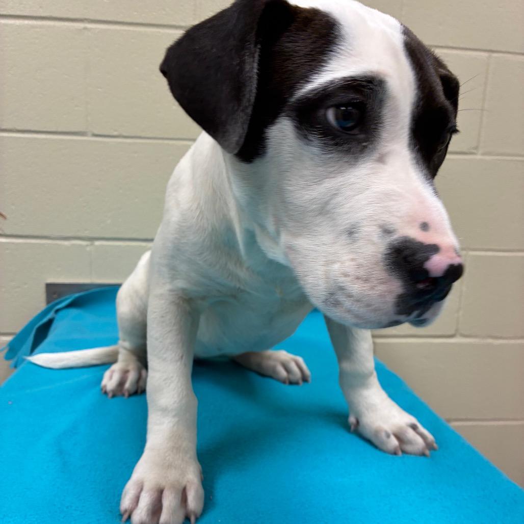 Hunny Bunny 1433, Adoptable, Young Female Mixed Breed.