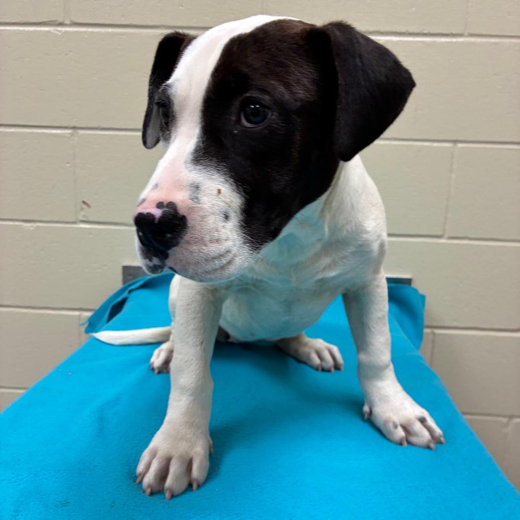 Enlarge Hunny Bunny 1433, a Adoptable Mixed Breed in Hamilton, GA image 2/6