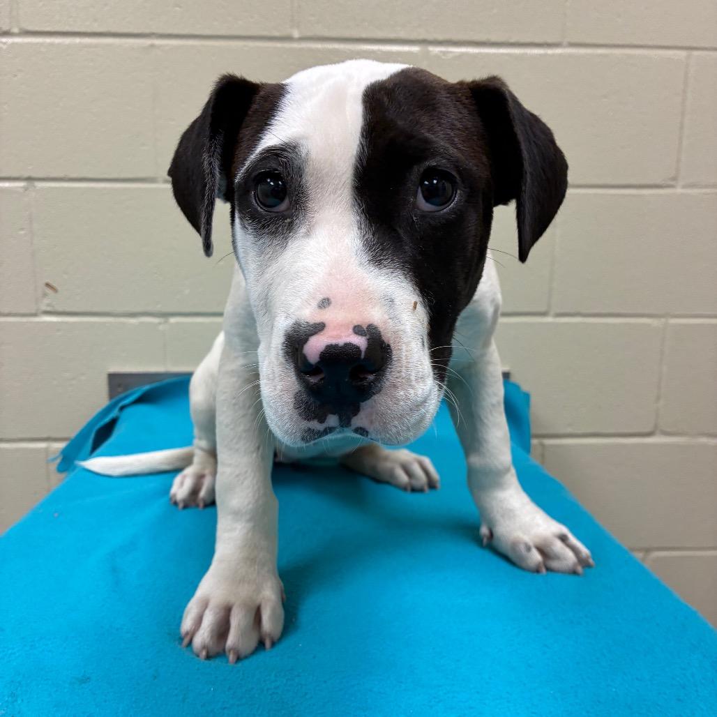 Enlarge Hunny Bunny 1433, a Adoptable Mixed Breed in Hamilton, GA image 3/6