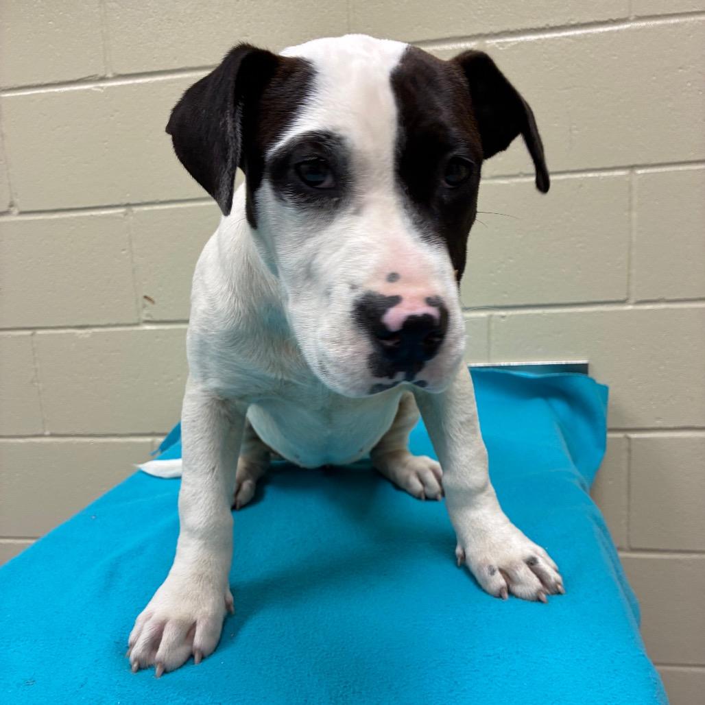 Enlarge Hunny Bunny 1433, a Adoptable Mixed Breed in Hamilton, GA image 4/6