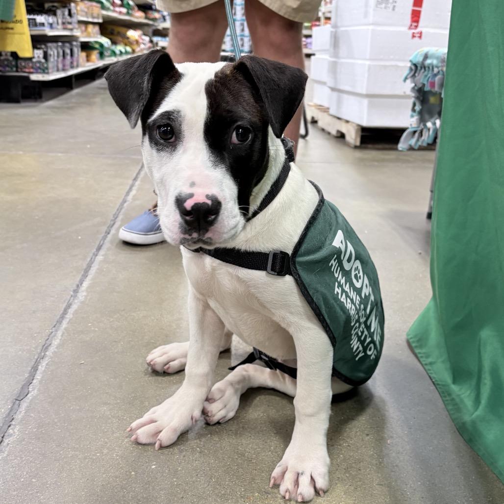 Enlarge Hunny Bunny 1433, a Adoptable Mixed Breed in Hamilton, GA image 5/6