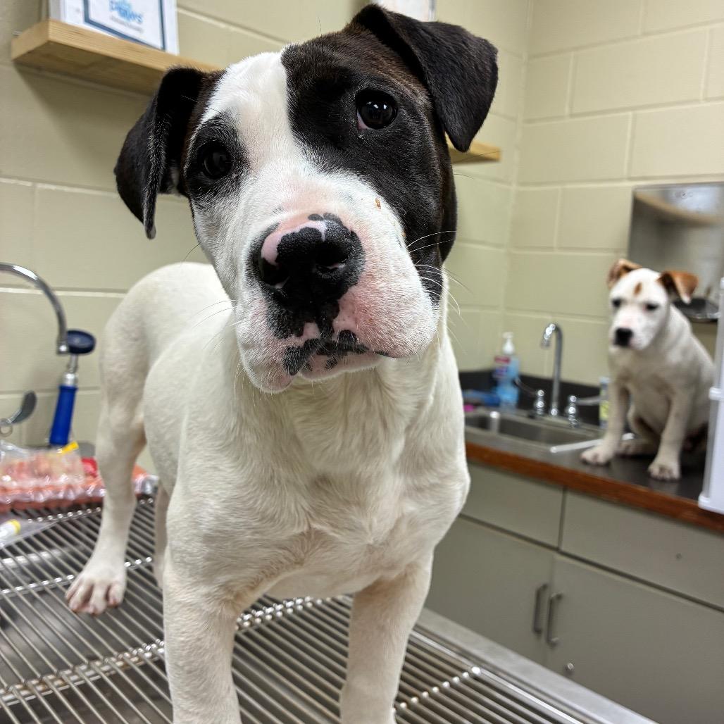 Enlarge Hunny Bunny 1433, a Adoptable Mixed Breed in Hamilton, GA image 6/6