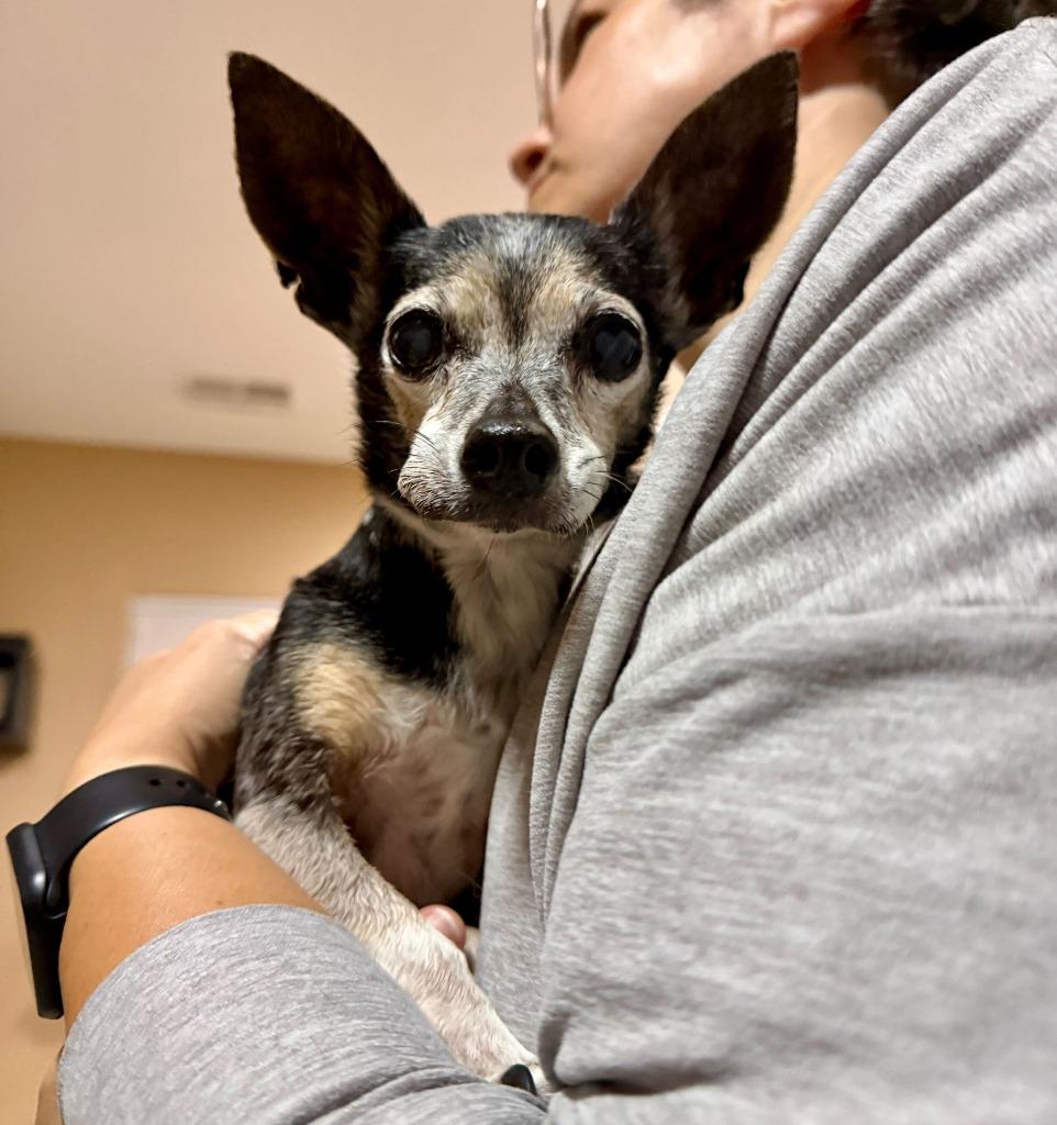 Enlarge Harley, a Adoptable Chihuahua in Reno, NV image 1/3