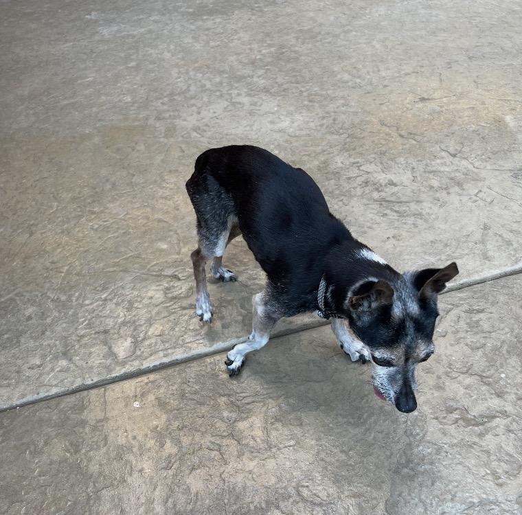 Enlarge Harley, a Adoptable Chihuahua in Reno, NV image 3/3
