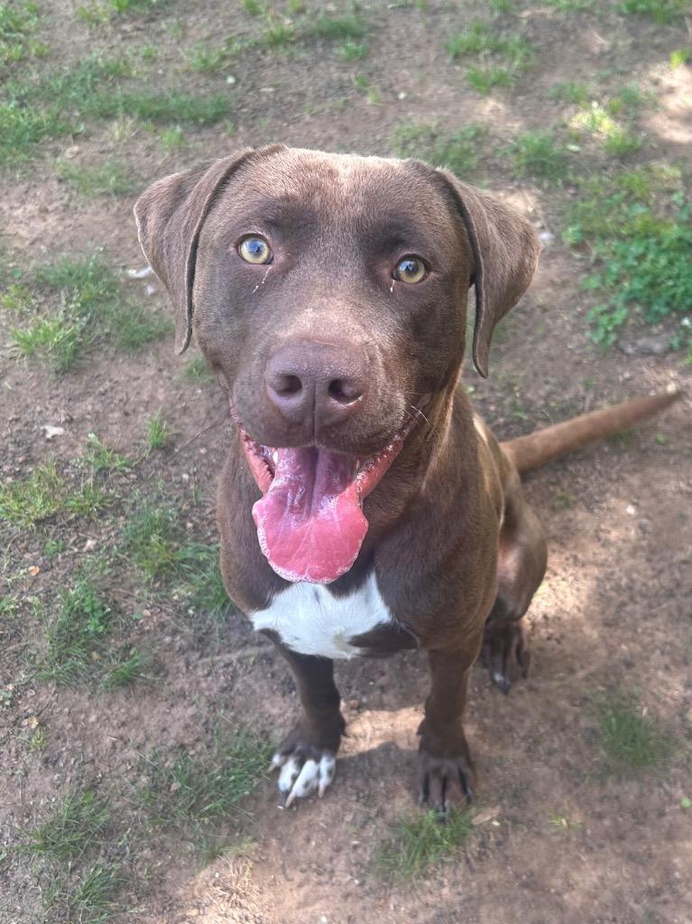 Elmer, Adoptable, Young Male Labrador Retriever.