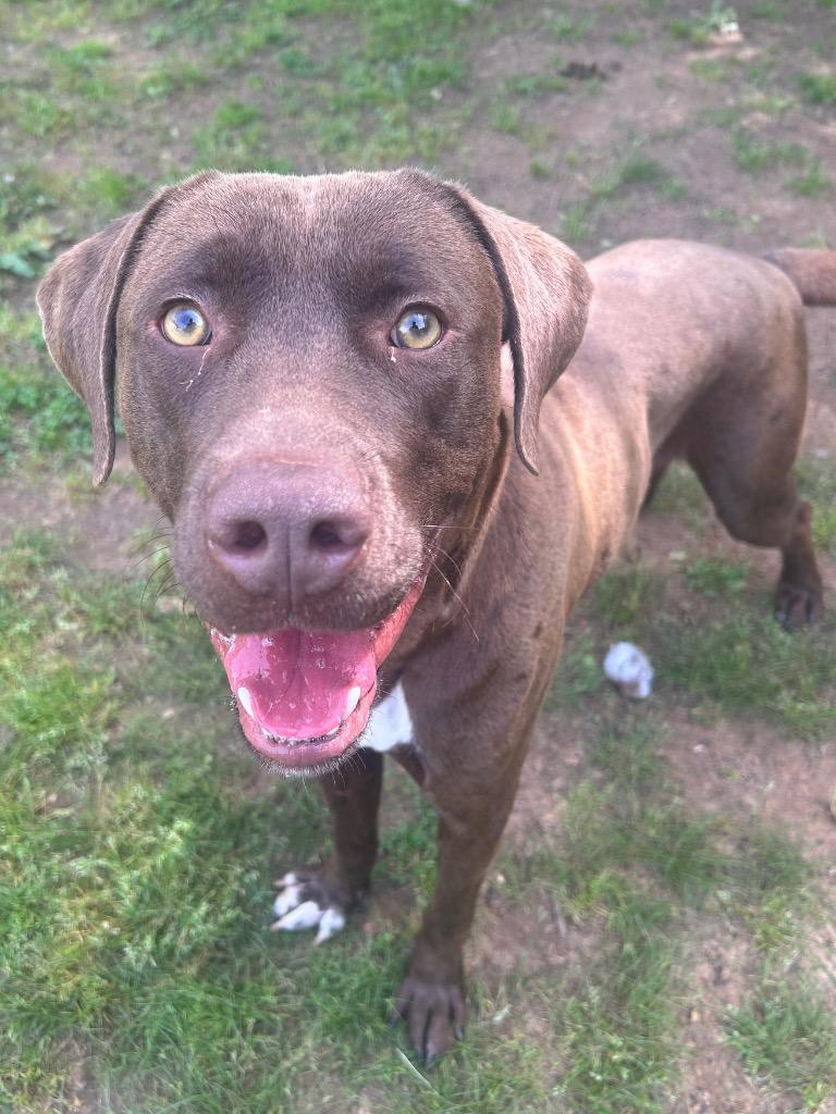 Enlarge Elmer, a Adoptable Labrador Retriever in Benton, AR image 3/4