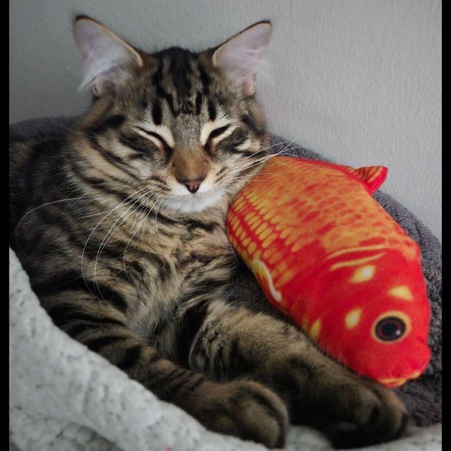 Enlarge KIra & Koko, an adopted mixed breed in Lake Orion, MI image 6/6