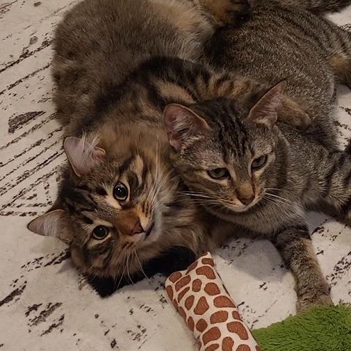 KIra & Koko, adopted, Young Male Domestic Short Hair & Maine Coon.