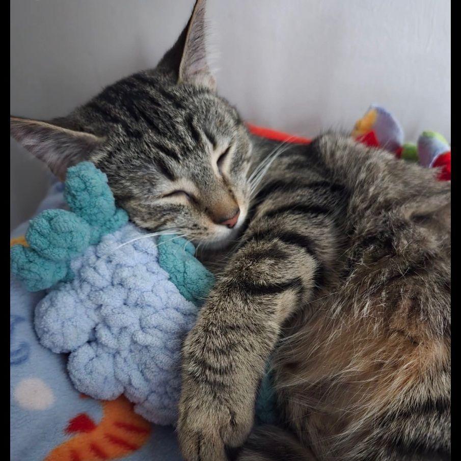 Enlarge KIra & Koko, an adopted mixed breed in Lake Orion, MI image 4/6