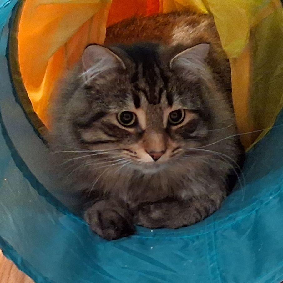 Enlarge KIra & Koko, an adopted mixed breed in Lake Orion, MI image 5/6