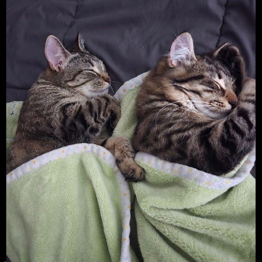 Enlarge KIra & Koko, an adopted mixed breed in Lake Orion, MI image 2/6