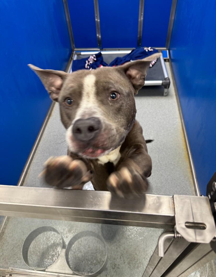 Enlarge Sambucca, a ADOPTABLE mixed breed in Teterboro, NJ image 3/4