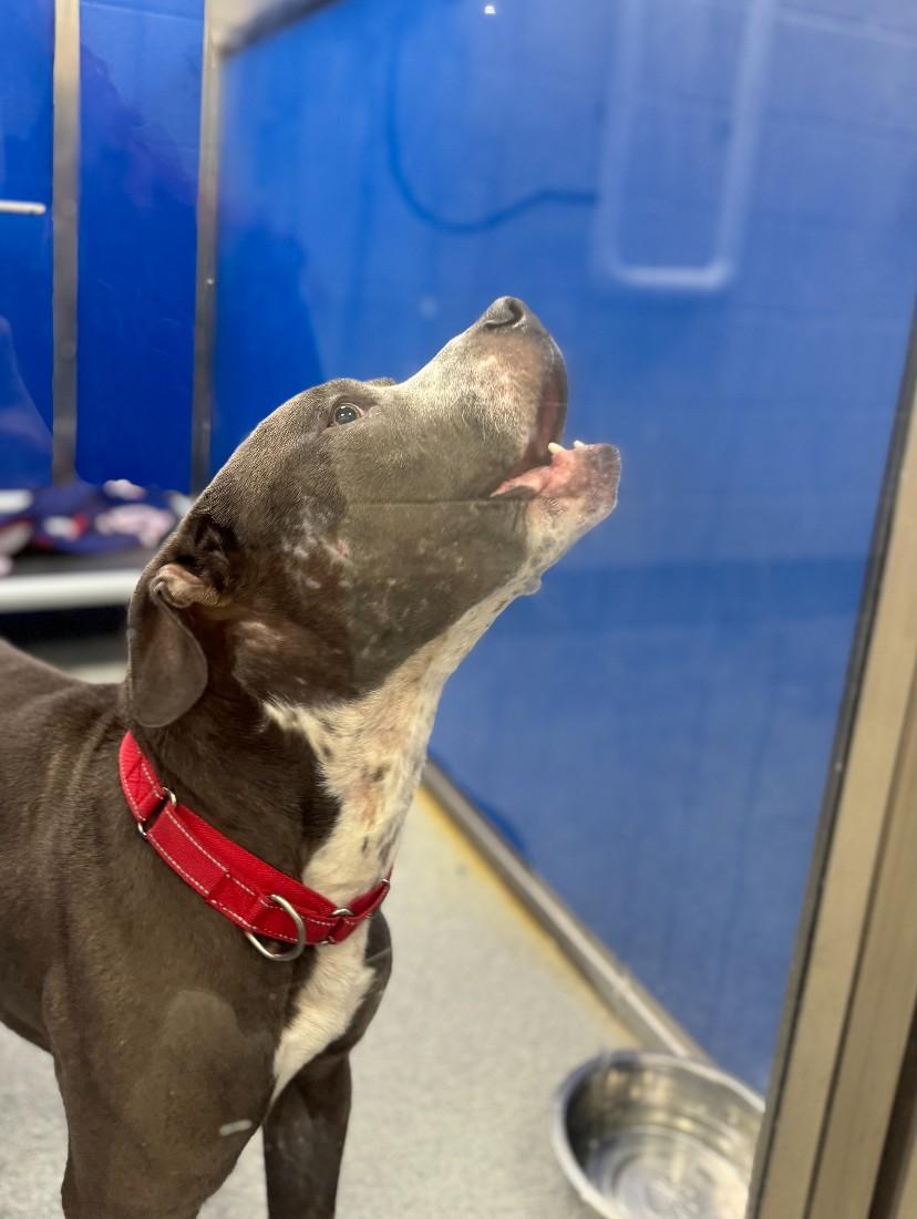 Enlarge Sambucca, a ADOPTABLE mixed breed in Teterboro, NJ image 4/4