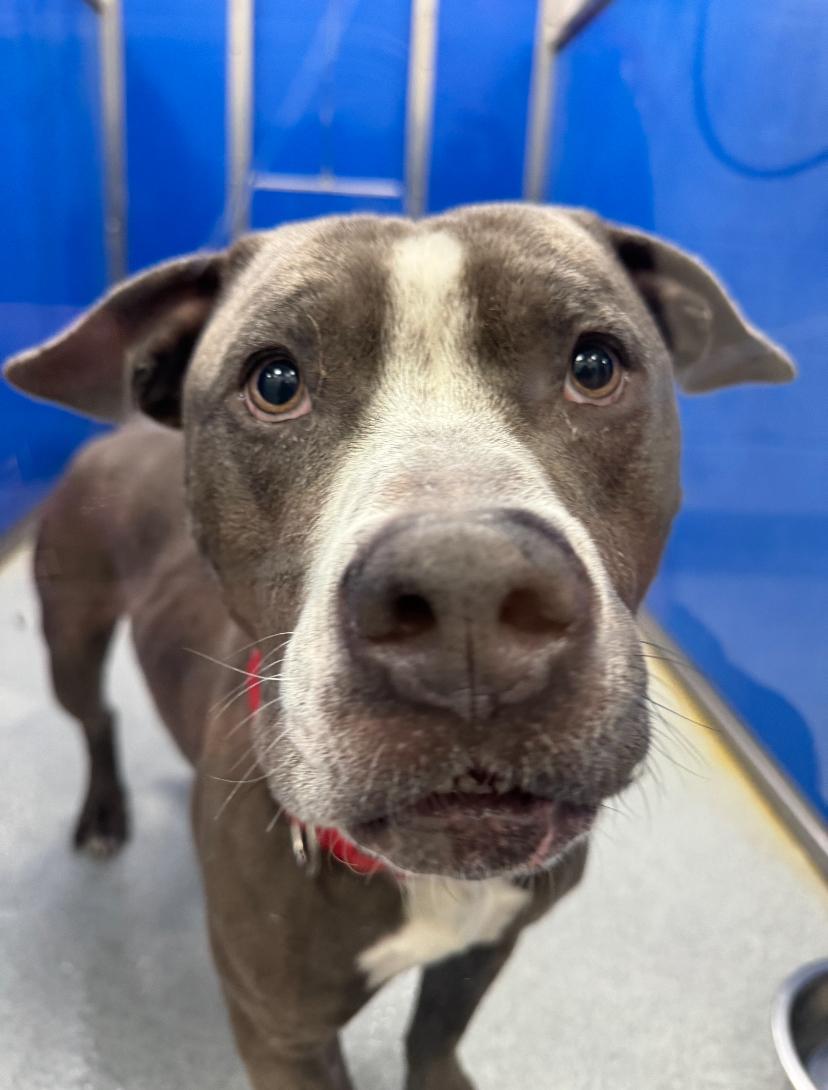 Enlarge Sambucca, a ADOPTABLE mixed breed in Teterboro, NJ image 2/4