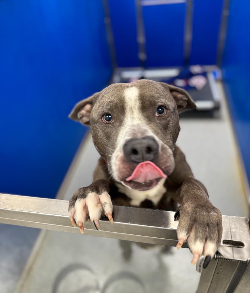 Enlarge Sambucca, a ADOPTABLE mixed breed in Teterboro, NJ image 1/4
