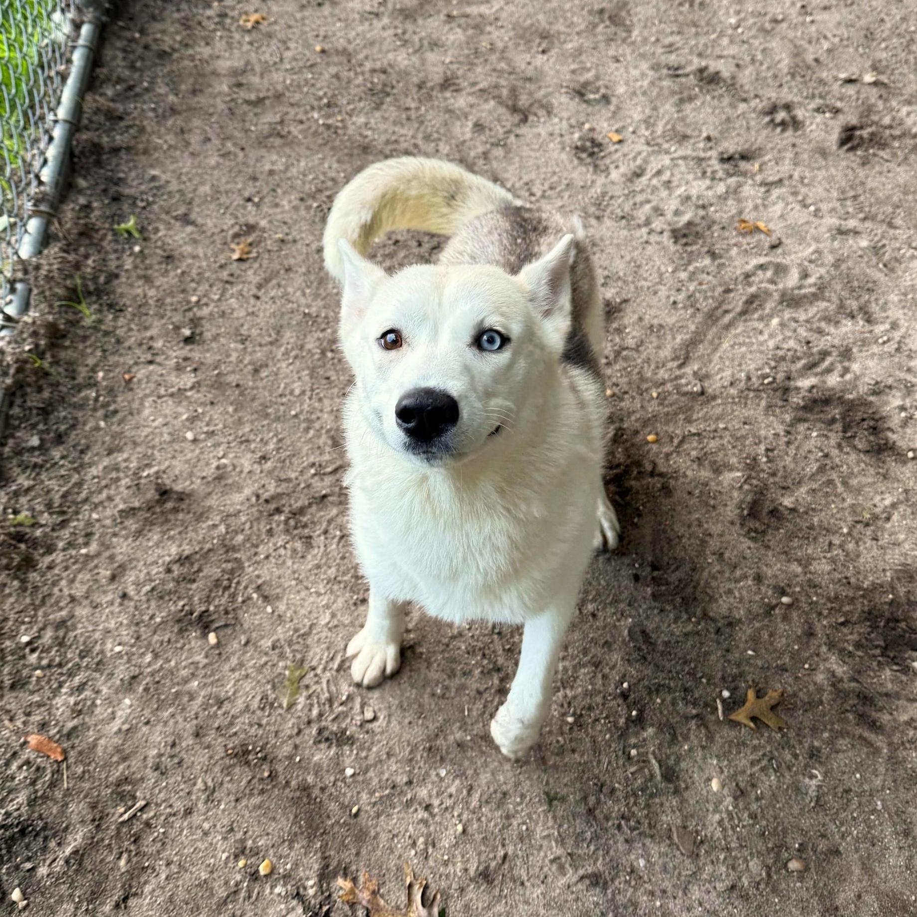 Enlarge Layla, a Adopted Husky in Brookhaven, NY image 3/5
