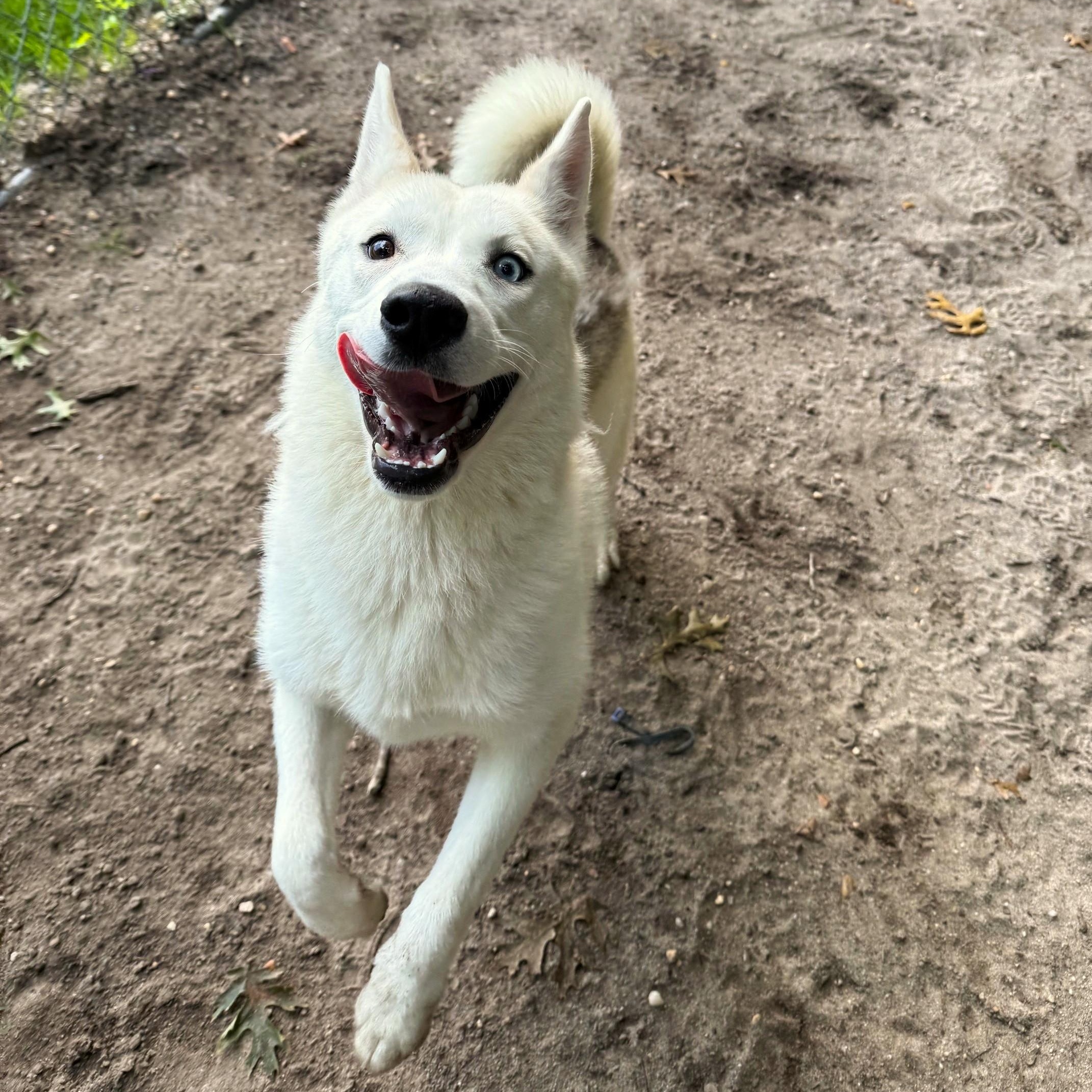 Enlarge Layla, a Adopted Husky in Brookhaven, NY image 2/5