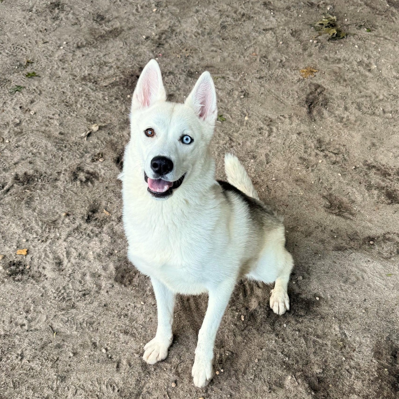 Layla, Adopted, Young Female Husky.