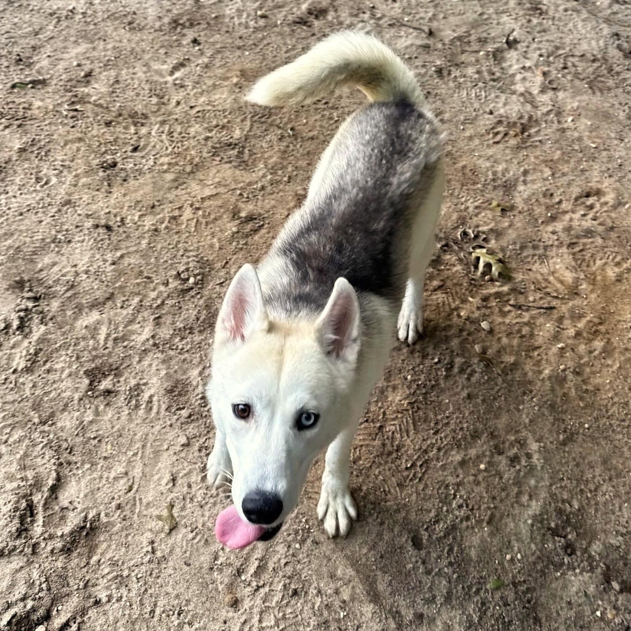 Enlarge Layla, a Adopted Husky in Brookhaven, NY image 5/5