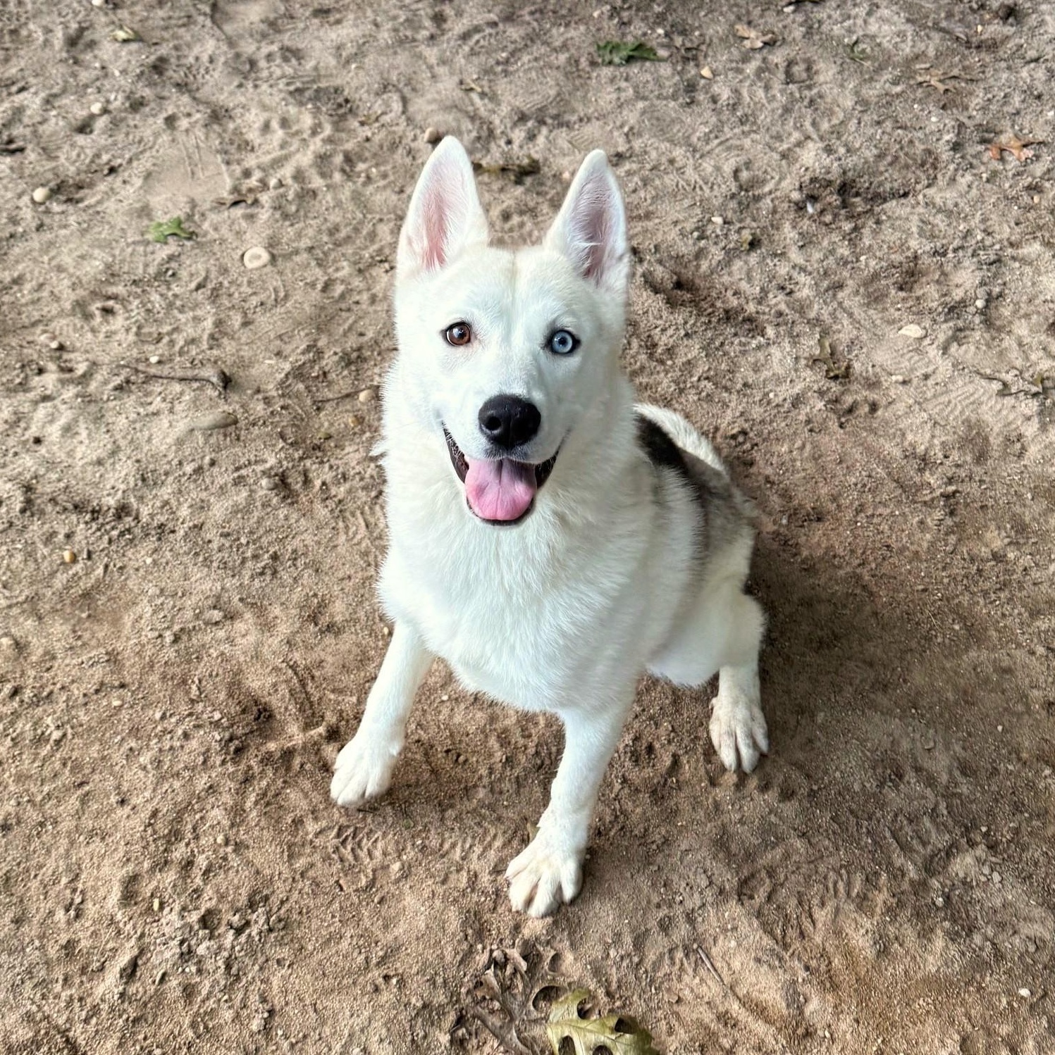 Enlarge Layla, a Adopted Husky in Brookhaven, NY image 4/5