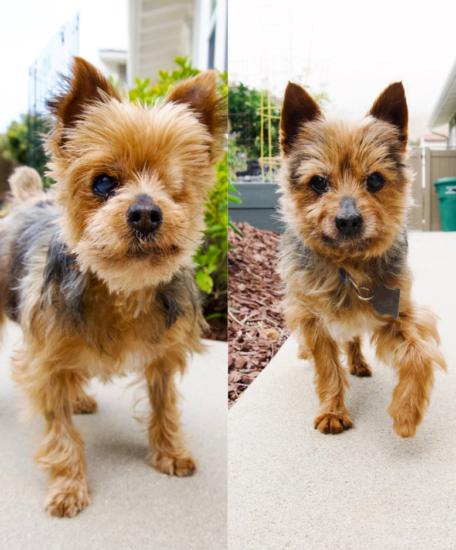 Desi & Lucy (Bonded Pair), a Adoptable mixed breed in Encinitas, CA image 1/5