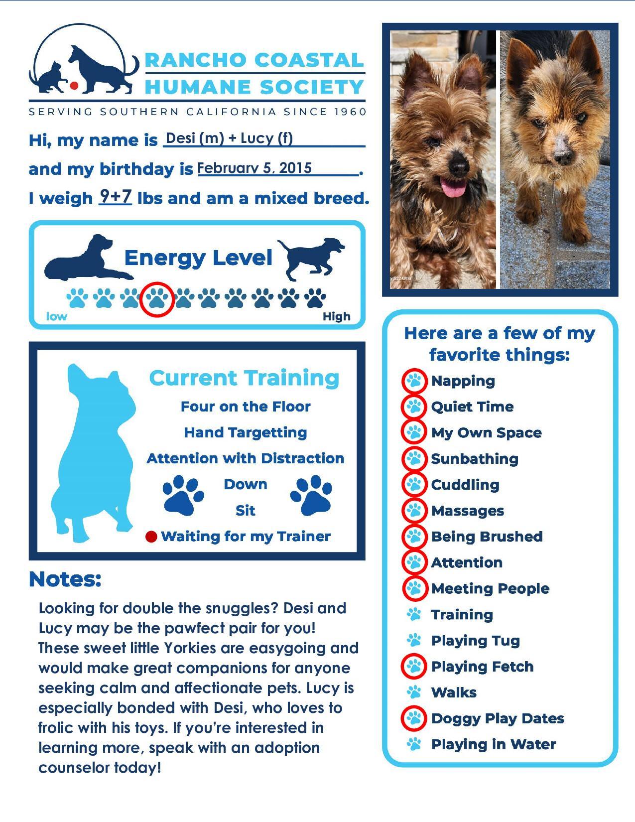 Desi & Lucy (Bonded Pair), a Adoptable mixed breed in Encinitas, CA image 2/5