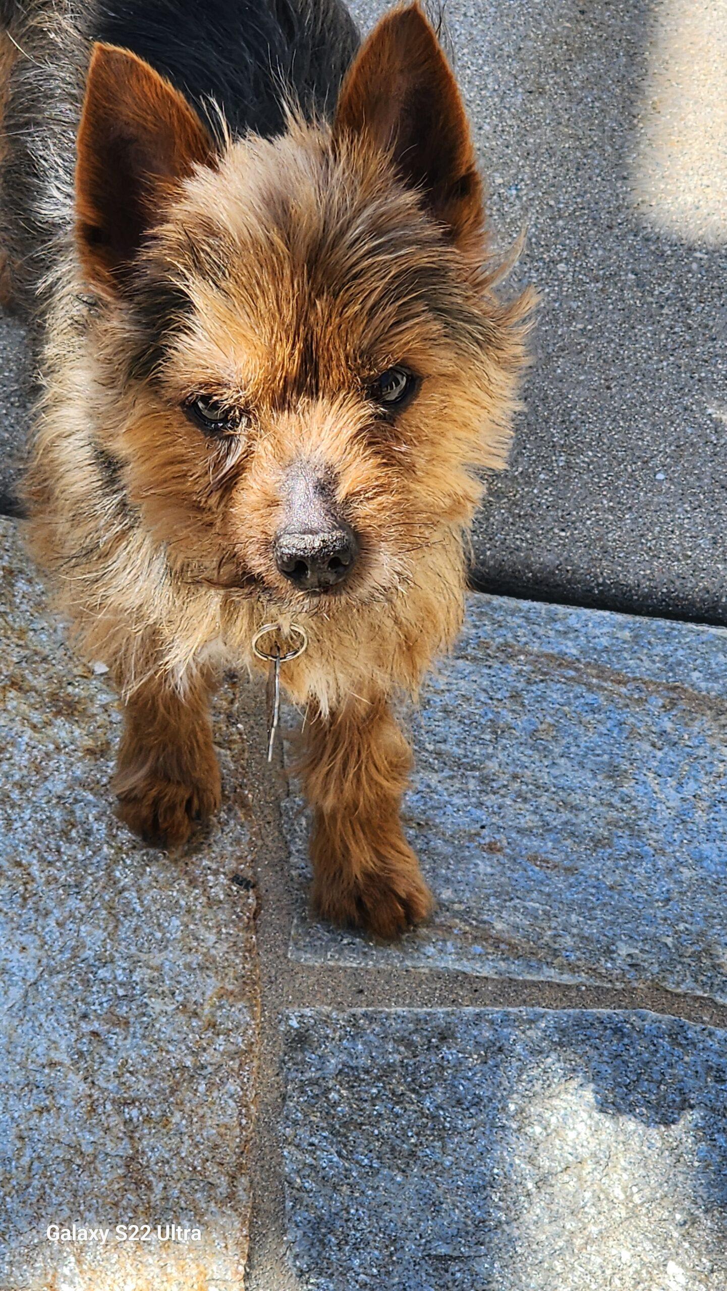 Desi & Lucy (Bonded Pair), a Adoptable mixed breed in Encinitas, CA image 3/5