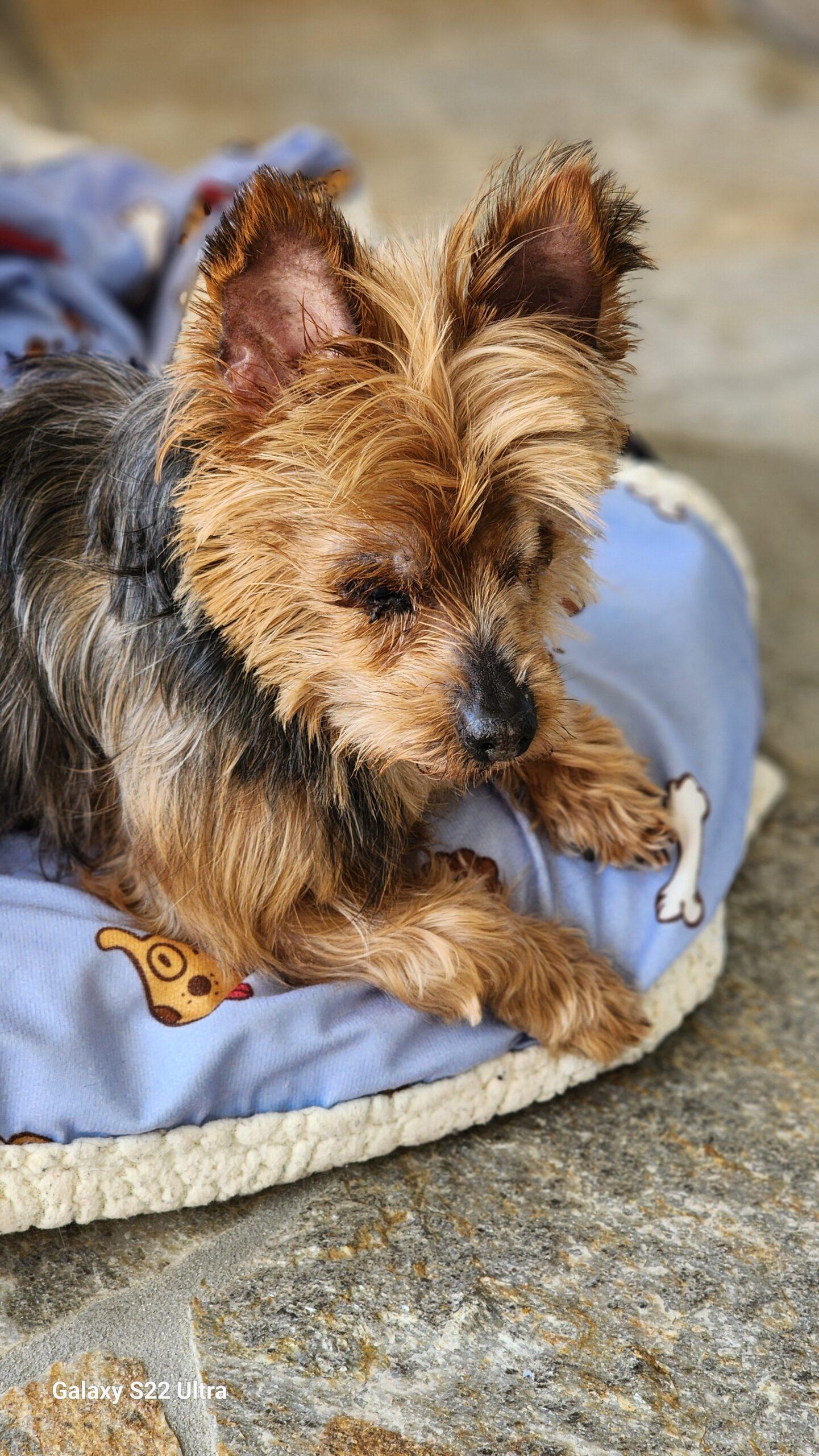 Desi & Lucy (Bonded Pair), a Adoptable mixed breed in Encinitas, CA image 4/5