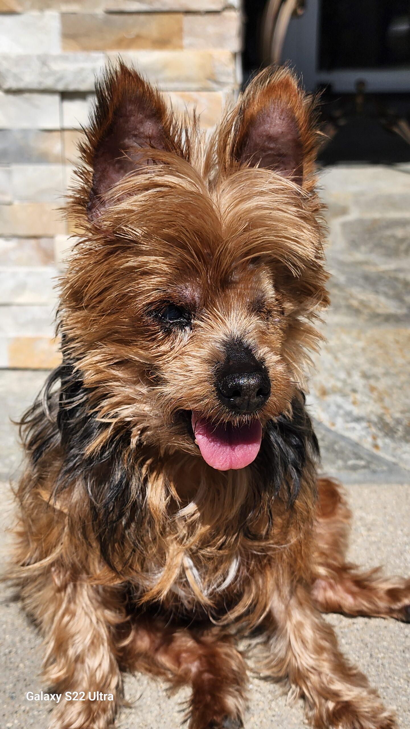 Desi & Lucy (Bonded Pair), a Adoptable mixed breed in Encinitas, CA image 5/5