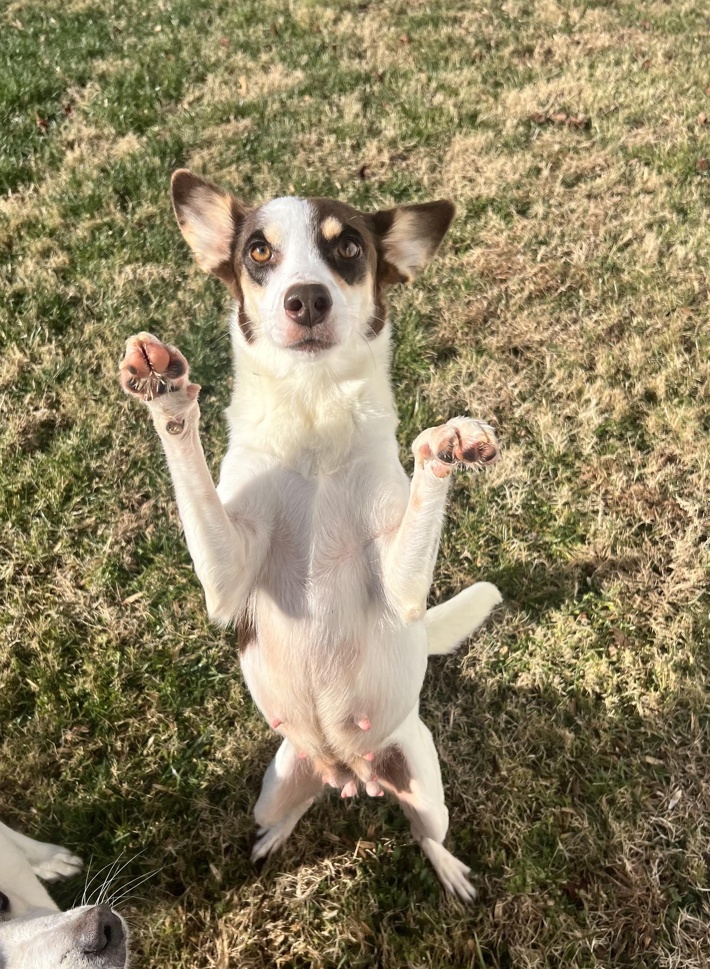 Enlarge Sadie, a ADOPTABLE mixed breed in Hughesville, MD image 1/3