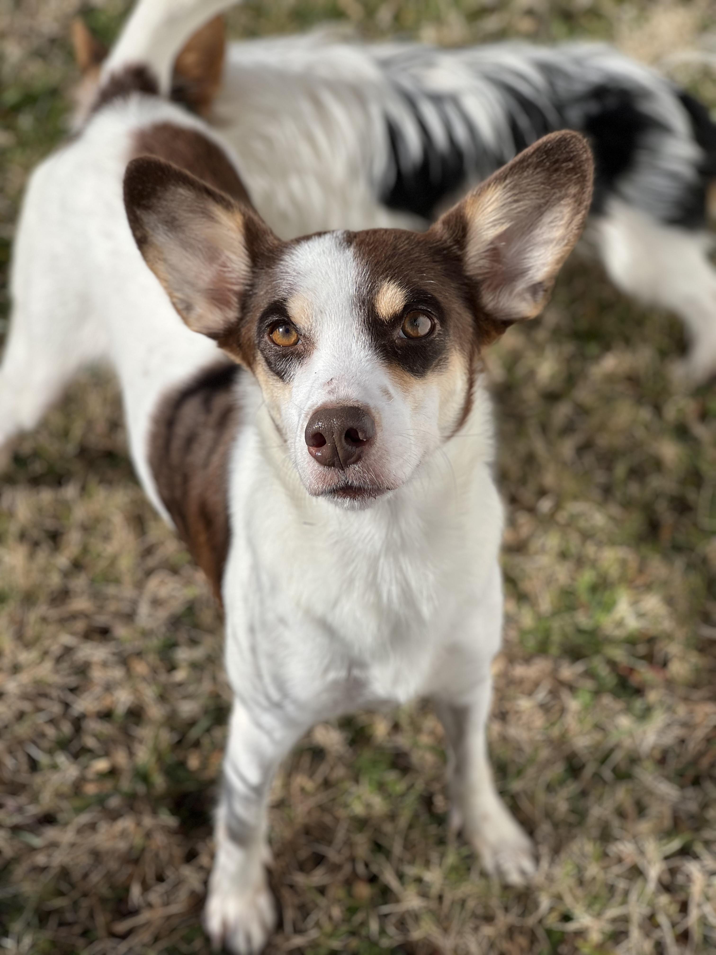 Enlarge Sadie, a ADOPTABLE mixed breed in Hughesville, MD image 2/3