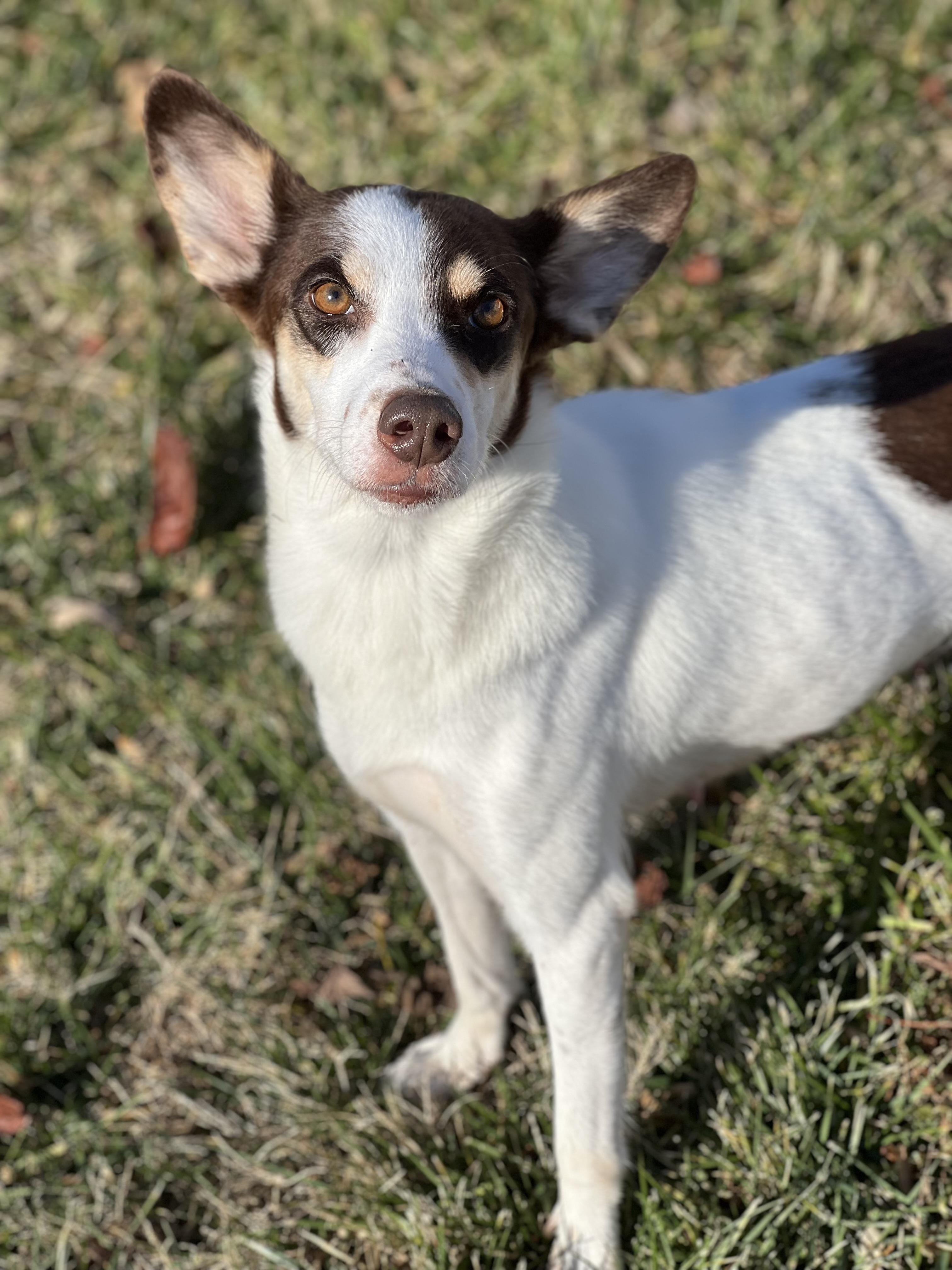 Enlarge Sadie, a ADOPTABLE mixed breed in Hughesville, MD image 3/3