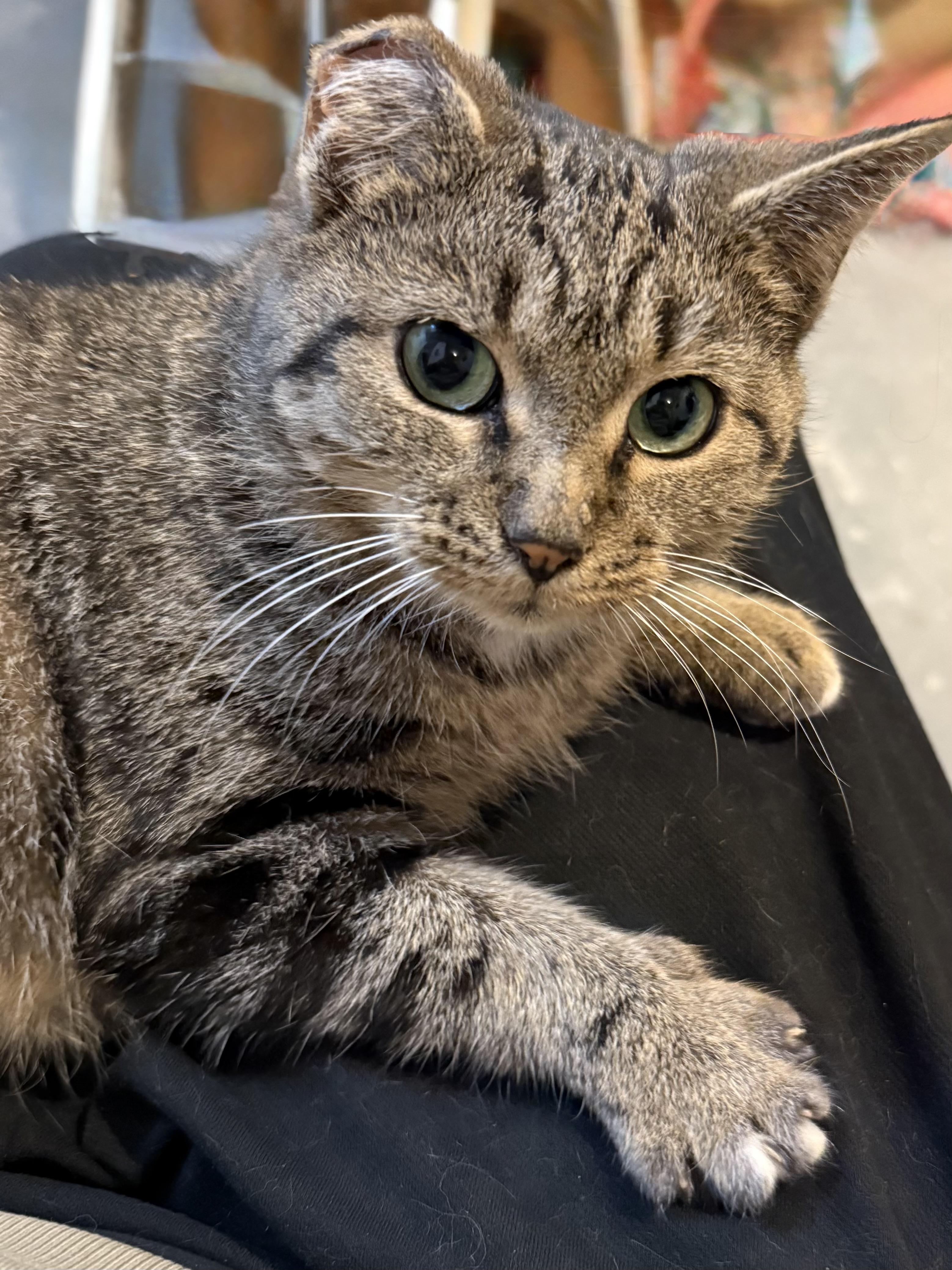 Enlarge Baby Cakes, a Adoptable mixed breed in Syracuse, NY image 1/2