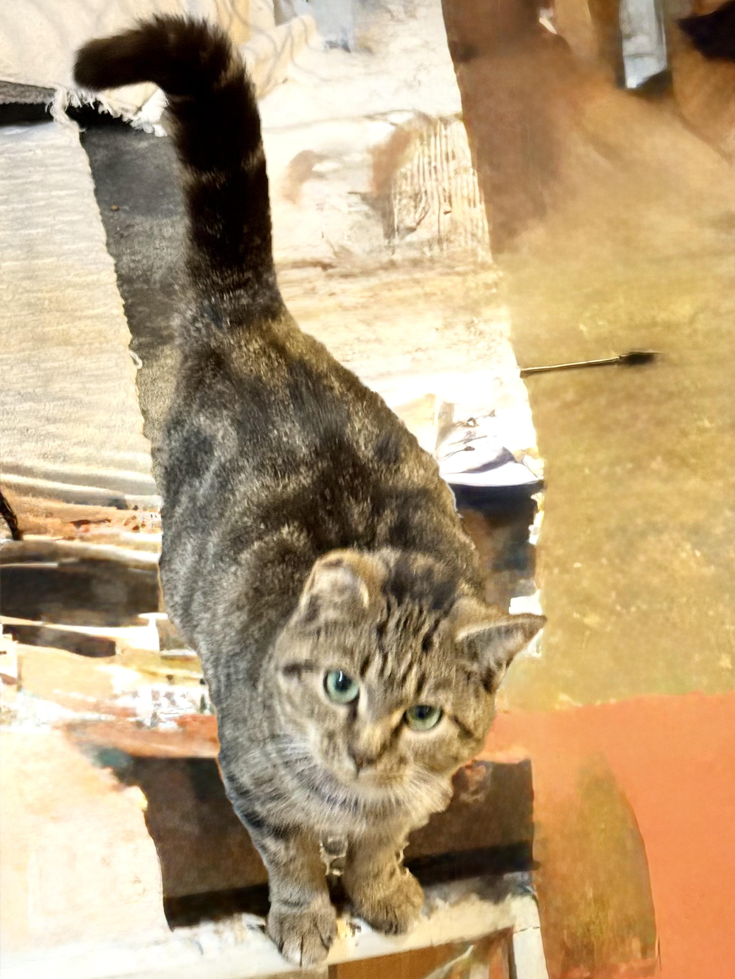 Enlarge Baby Cakes, a Adoptable mixed breed in Syracuse, NY image 2/2