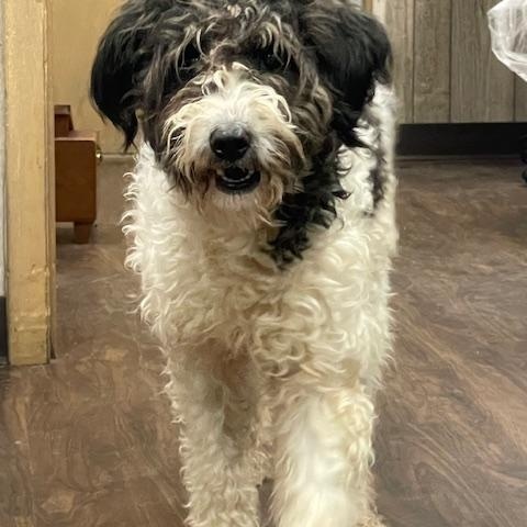 Enlarge CC, a ADOPTABLE mixed breed in Albemarle, NC image 1/1