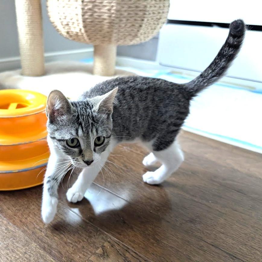 Enlarge Olivia, a Adoptable Domestic Short Hair in Chantilly, VA image 1/3