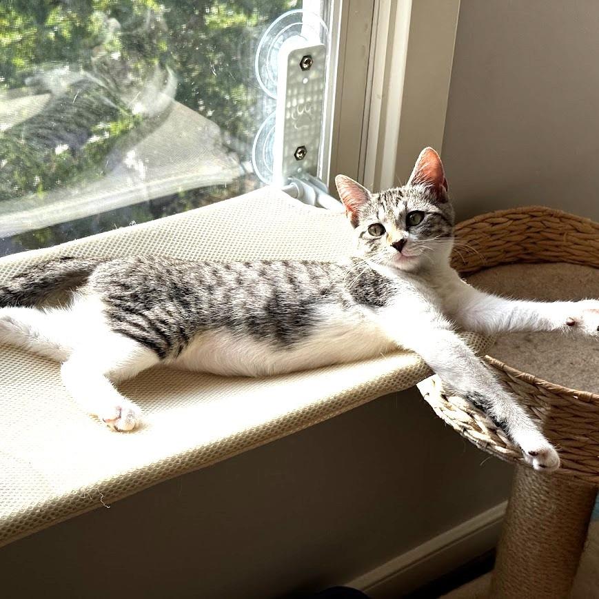 Enlarge Olivia, a Adoptable Domestic Short Hair in Chantilly, VA image 2/3