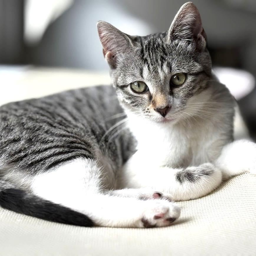 Enlarge Olivia, a Adoptable Domestic Short Hair in Chantilly, VA image 3/3