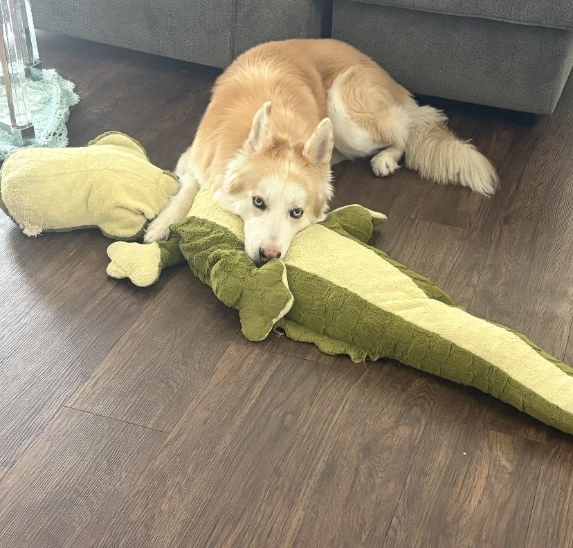 Freddie, a ADOPTABLE Husky in Las Vegas, NV image 2/3