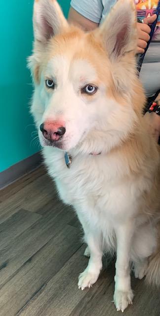 Freddie, ADOPTABLE, Adult Male Husky.